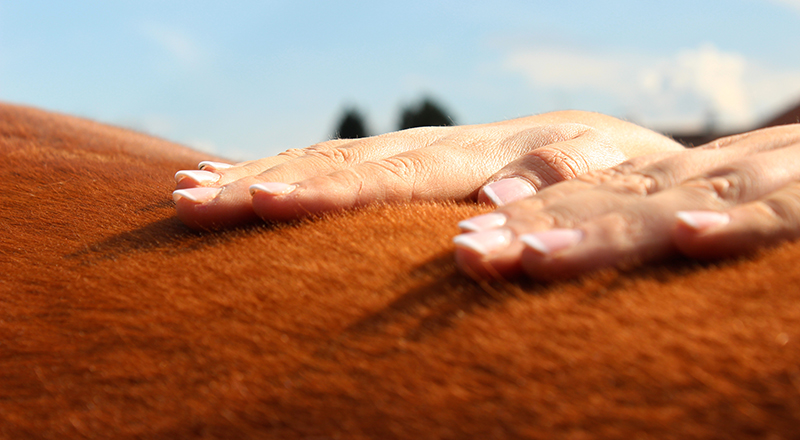 Osteopathie-Pferd-Ausbildung